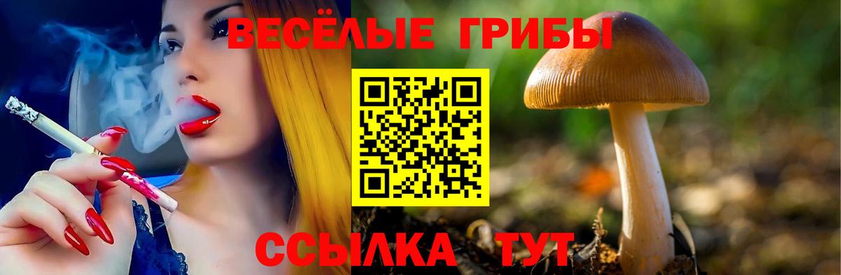 Курчалой  Псилоцибиновые грибы Magic Shrooms  Вход с VPN  Псилоцибиновые грибы ЛСД 